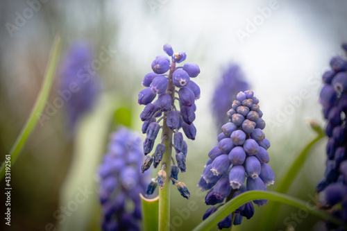 blue hyacinth flower