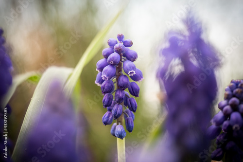 close up of hyacinth
