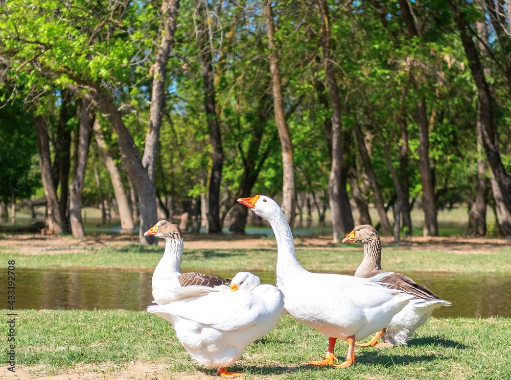 A group of geese walking through the forest by the river. White goose leader male spring summer outdoor recreation. Pets birds A group of geese walking through the forest by the river. White goose leader male spring summer outdoor recreation. Pets birds