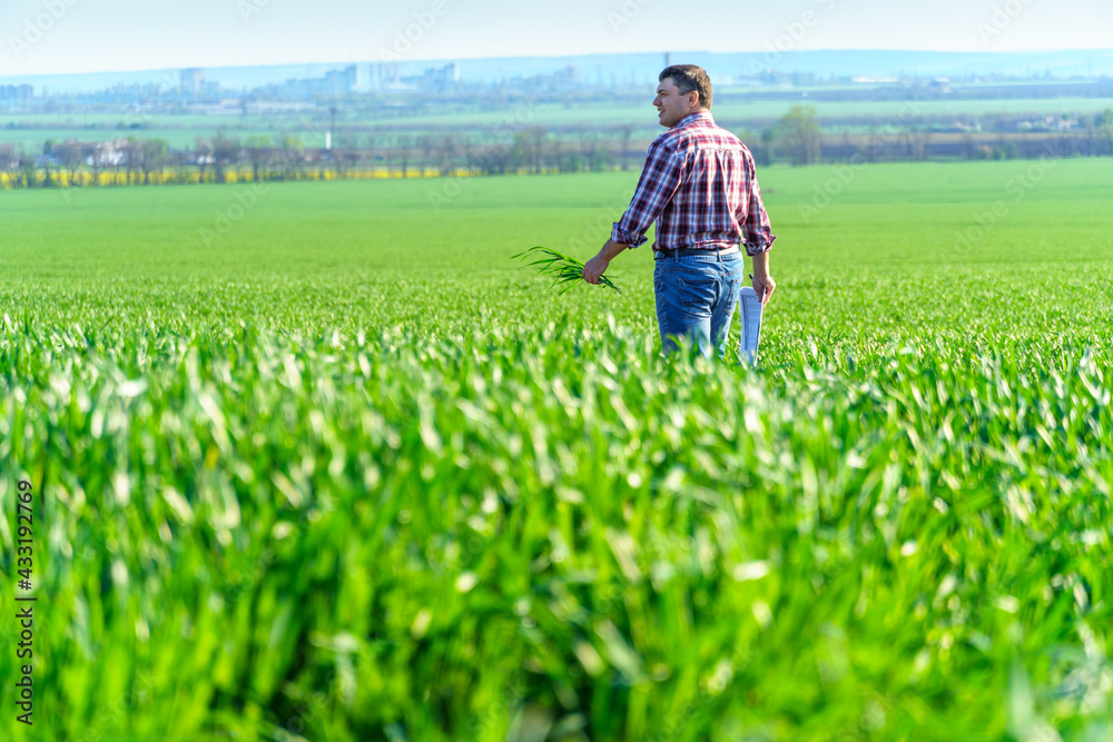 a man as a farmer walking along the field, dressed in a plaid shirt and jeans, checks and inspects young sprouts crops of wheat, barley or rye, or other cereals, a concept of agriculture and agronomy