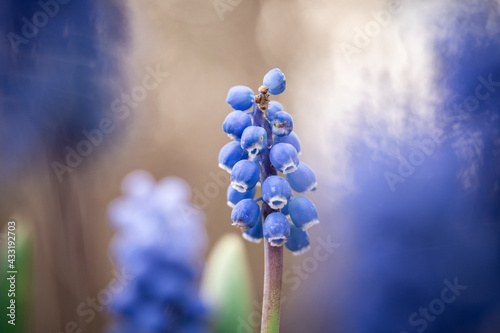 blue hyacinth flowers