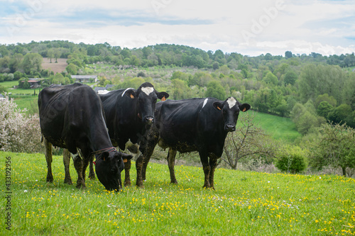 Vache dans un champ en Normandie photo