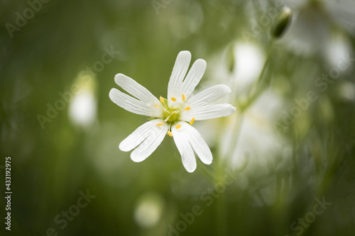 white daisy flower