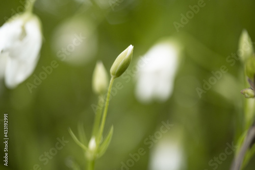white spring flowers