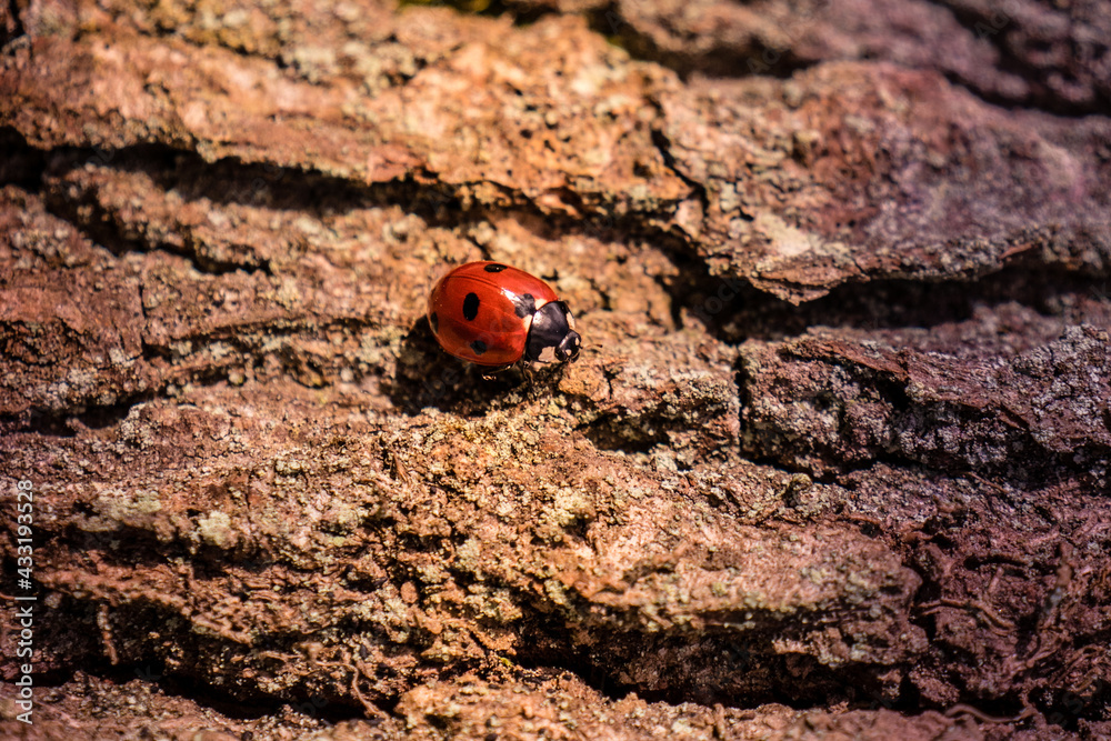 Obraz premium Jolie coccinelle en promenade sur un arbre