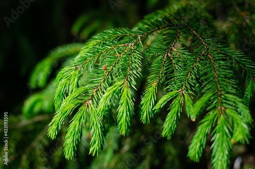 Fresh young coniferous shoots on the branches of a tree. Fresh greens in the rays of the spring sun. 