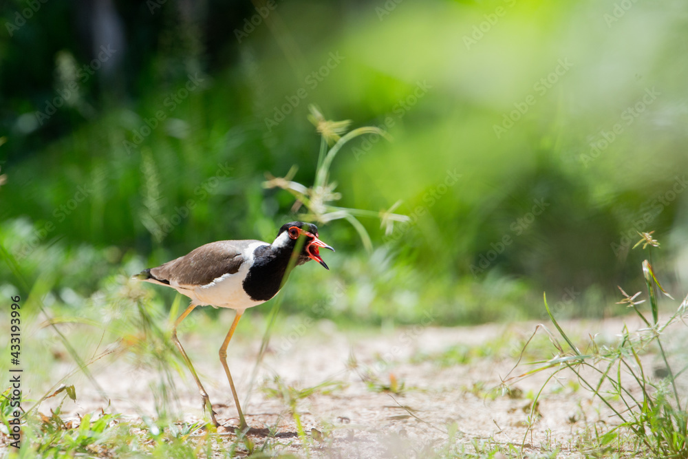 Naklejka premium Red-wattled Lapwing (Vanellus indicus) in Thailand.