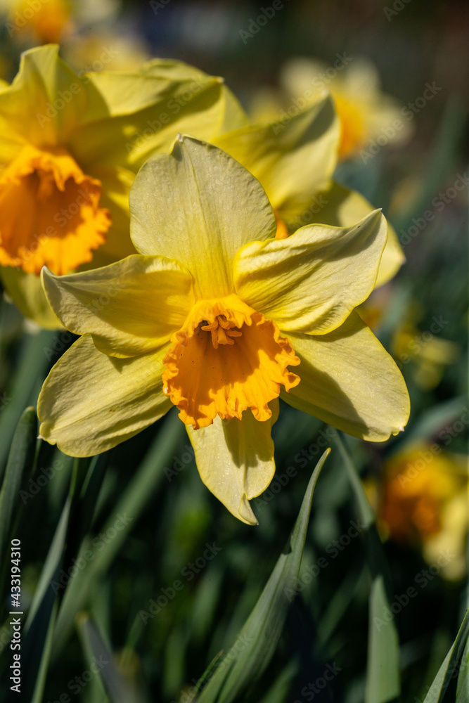 Spring flower blossom details from garden Spring flower blossom details from garden