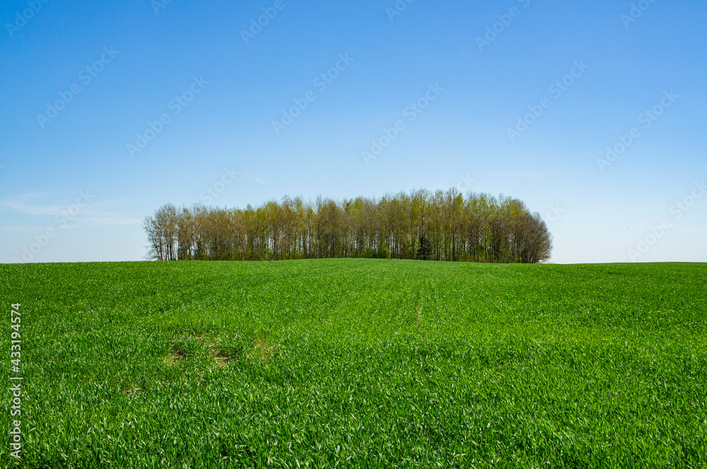 Fototapeta premium Forest at the edge of the horizon of a green field