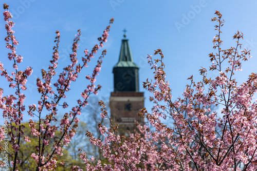 Cherry blossoms in spring with the tower of Turku Cathedral in the background in Turku, Finland. photo