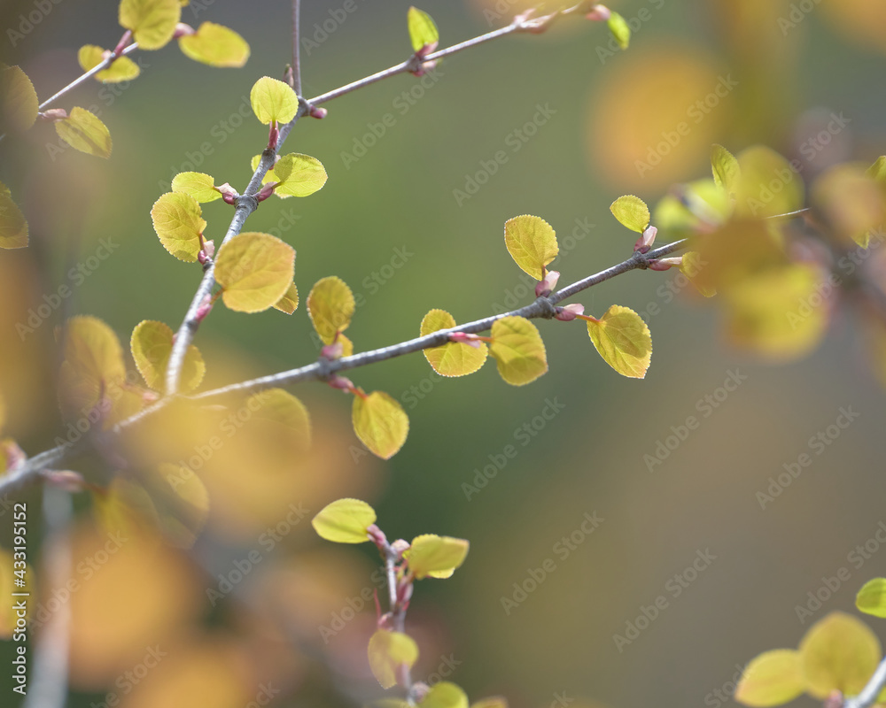 カツラの若葉(滝野すずらん丘陵公園) / Young leaves of katsura tree (Takino Suzuran Hillside Park, Sapporo) カツラの若葉(滝野すずらん丘陵公園) / Young leaves of katsura tree (Takino Suzuran Hillside Park, Sapporo)
