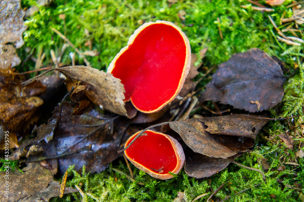 Red edible forest mushroom sarcoscifa close-up. Macrophoto Red edible forest mushroom sarcoscifa close-up. Macrophoto