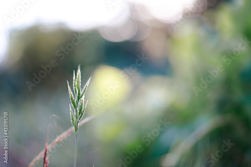 Selective soft focus of dry grass, reeds, stalks blowing in the wind at golden sunset light. Nature, summer, grass concept