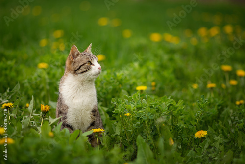 Photo of a tabby cat in the green grass with dandelions.