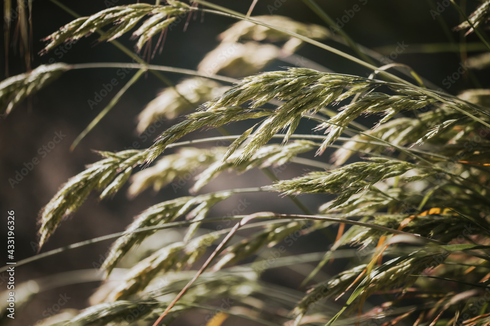 Selective soft focus of dry grass, reeds, stalks blowing in the wind at golden sunset light. Nature, summer, grass concept Selective soft focus of dry grass, reeds, stalks blowing in the wind at golden sunset light. Nature, summer, grass concept