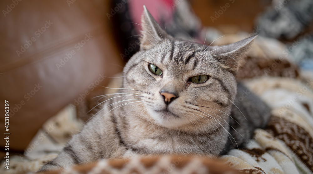 Naklejka premium くつろぐ猫 サバトラ猫