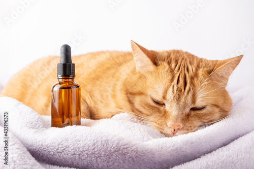 Sad sick cat and medical bottle with CBD oil or cannabis. Pet pain with cancer. Sedatives or alternative medicine with natural hemp.