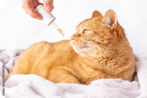 Sad ginger cat is sniffing a dropper with CBD oil or medicinal hemp Fototapet