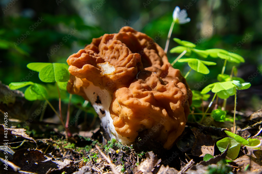 Morel mushrooms and stitches grow in the forest in moss Morel mushrooms and stitches grow in the forest in moss