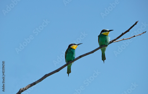 The Rainbow Bee-eater is perched on two tree branches. The bird comes from a bird family called Meropidae and is found in Turkey.