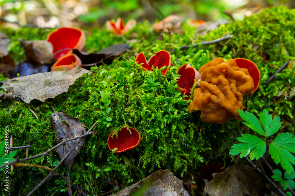 Morel mushrooms and stitches grow in the forest in moss Morel mushrooms and stitches grow in the forest in moss