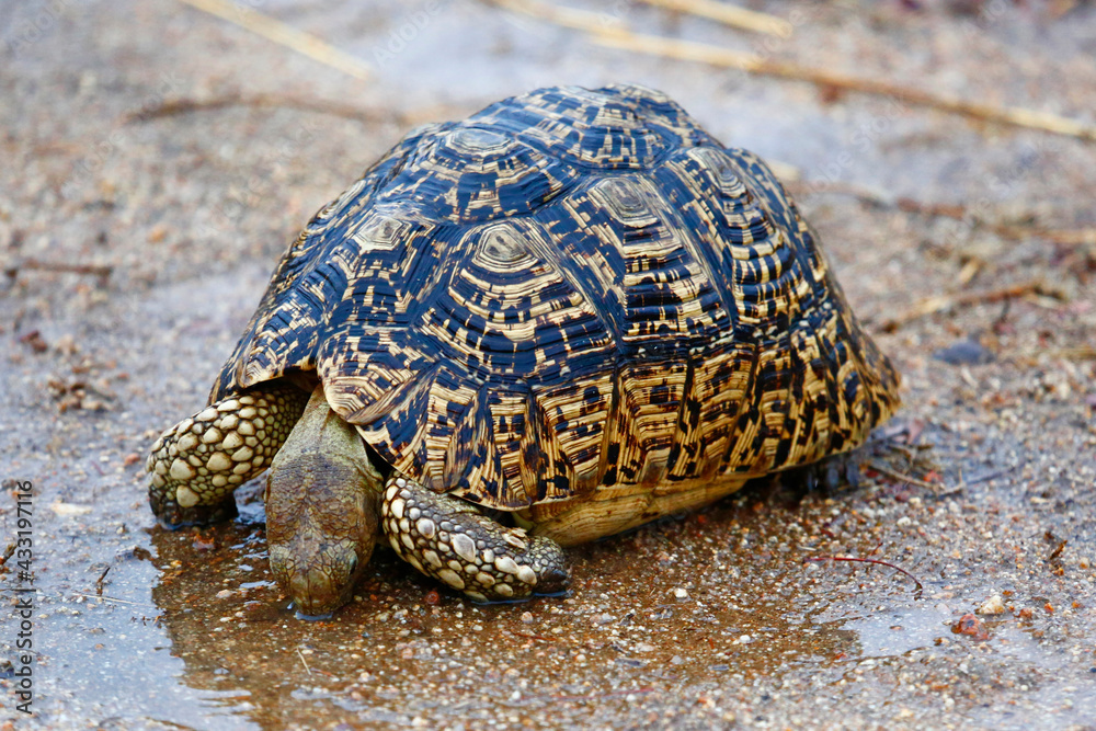 Wild Leopard Tortoise drinking from a puddle in Kruger National Park. Wild Leopard Tortoise drinking from a puddle in Kruger National Park.