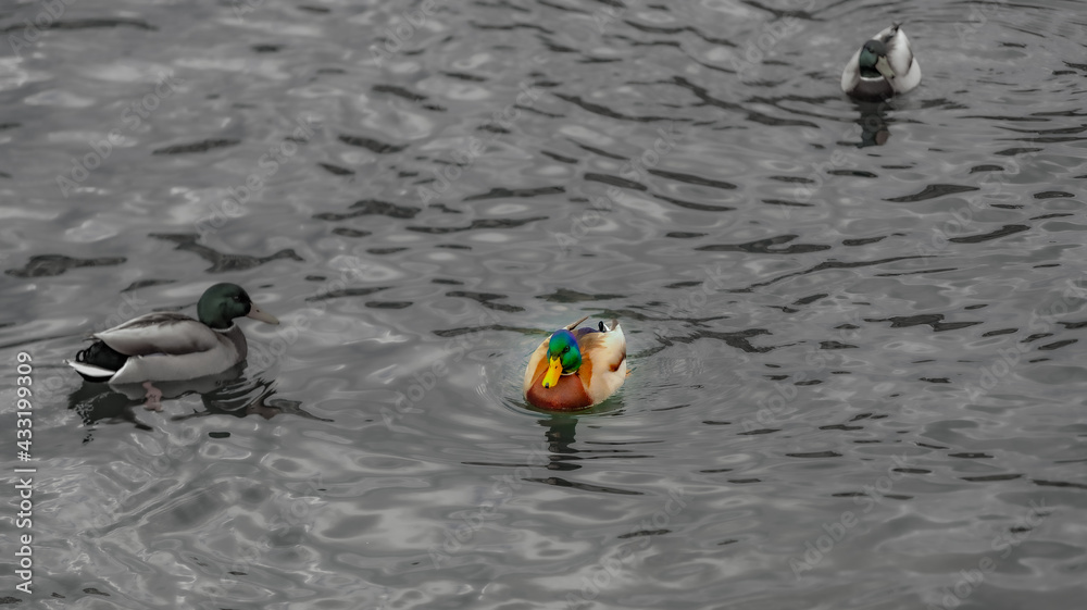 ducks on the water ducks on the water