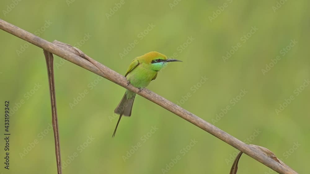 Little green bee Eater Little green bee Eater