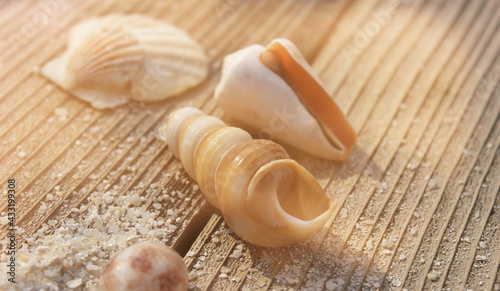 Seashell on Boardwalk at Tropical Beach