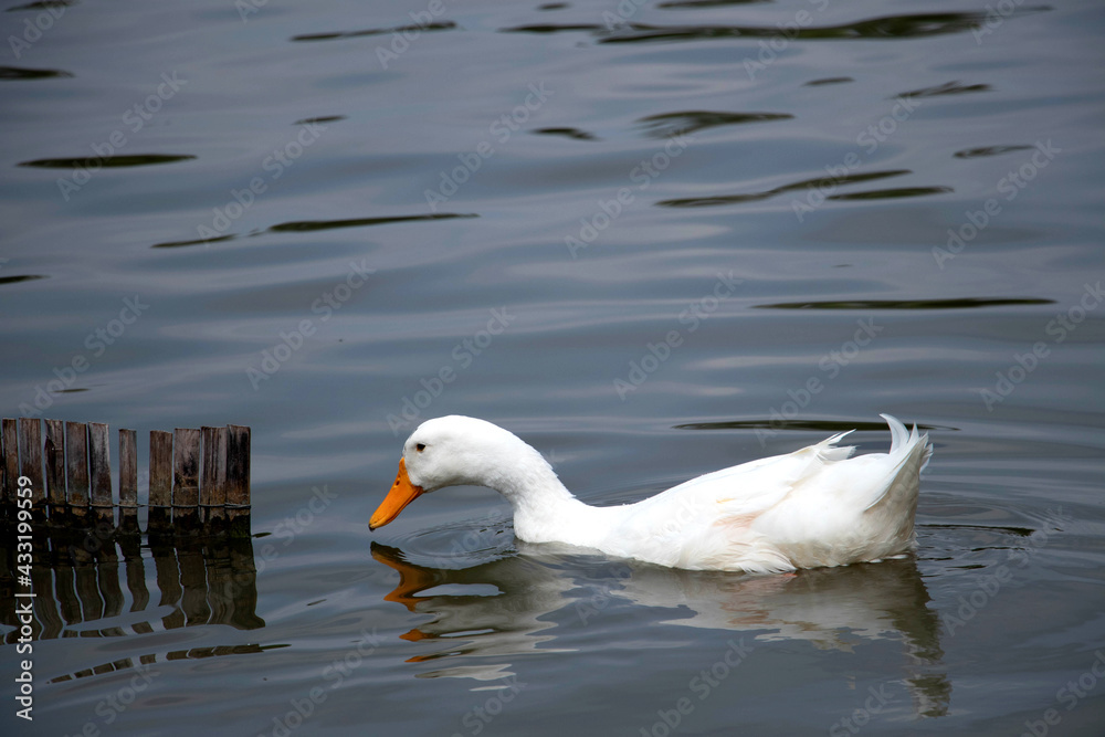 A beautiful domestic white duck swimming leisurely in a lake with copy space A beautiful domestic white duck swimming leisurely in a lake with copy space