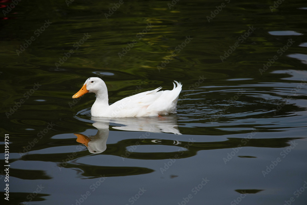 A beautiful domestic white duck swimming leisurely in a lake with copy space