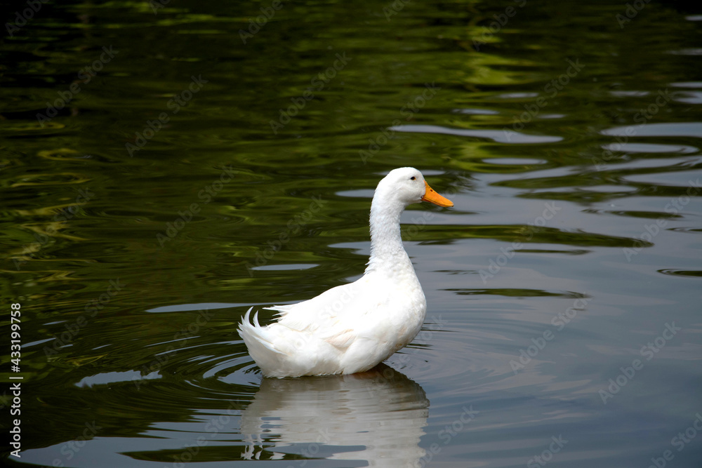 A beautiful domestic white duck swimming leisurely in a lake with copy space