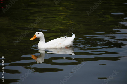 A beautiful domestic white duck swimming leisurely in a lake with copy space