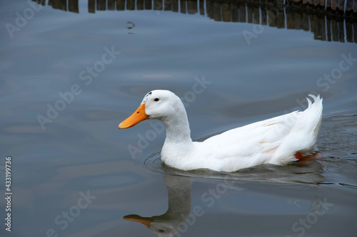 A beautiful domestic white duck swimming leisurely in a lake with copy space