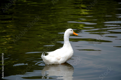 A beautiful domestic white duck swimming leisurely in a lake with copy space