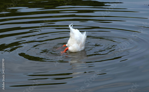 A white duck feeding itself by put its head into the water to find food. Cute and funny posture of a duck that shows its bottom and legs above the water.