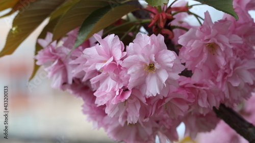 Beautiful blooming sakura flowers on a blurred background. © Игорь Пишкарев