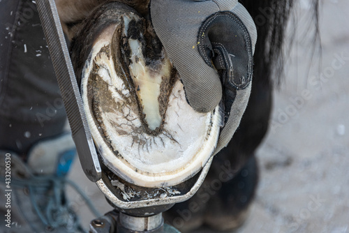 Natural hoof trimming - the farrier trims and shapes a horse's hooves using the knife, hoof nippers file and rasp. photo