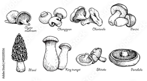 Various mushrooms set. Hand drawn sketch style. Oyster, champignon, chanterelle, porcini,morel, trumpet, shiitake, portobello. Vector illustrations.