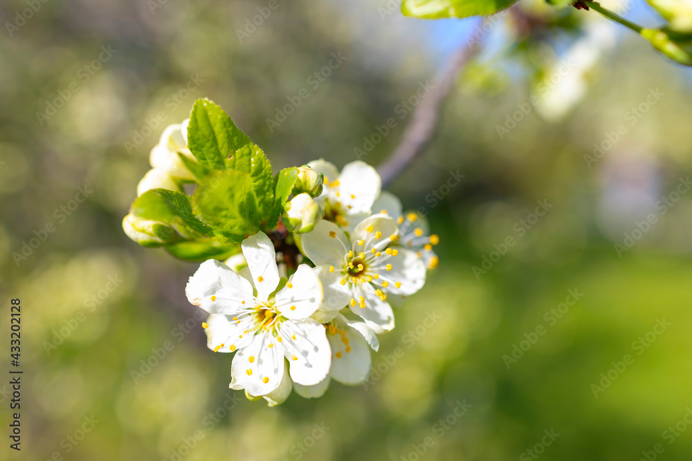 branches of a blooming Apple tree against the blue sky with clouds, large tender white buds as a symbol of spring branches of a blooming Apple tree against the blue sky with clouds, large tender white buds as a symbol of spring