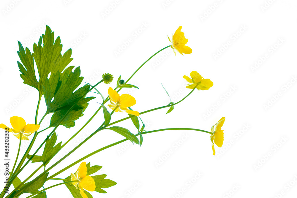Yellow wildflowers buttercup isolated on white background. Yellow wildflowers buttercup isolated on white background.