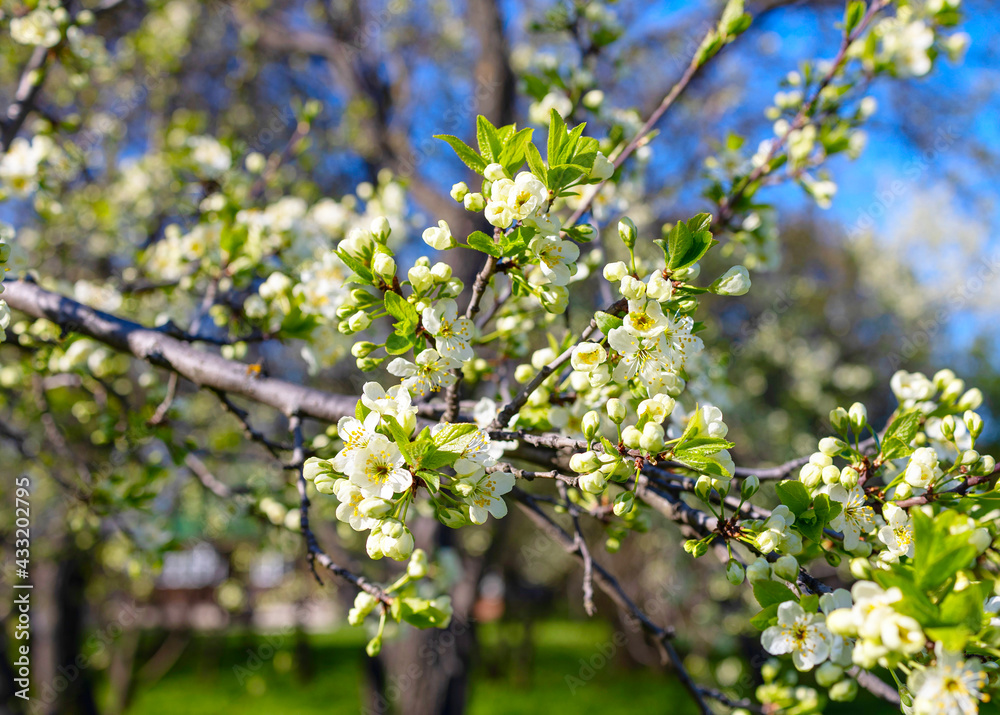 branches of a blooming Apple tree against the blue sky with clouds, large tender white buds as a symbol of spring branches of a blooming Apple tree against the blue sky with clouds, large tender white buds as a symbol of spring