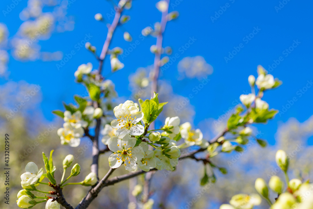 branches of a blooming Apple tree against the blue sky with clouds, large tender white buds as a symbol of spring branches of a blooming Apple tree against the blue sky with clouds, large tender white buds as a symbol of spring