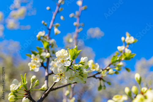 branches of a blooming Apple tree against the blue sky with clouds  large tender white buds as a symbol of spring