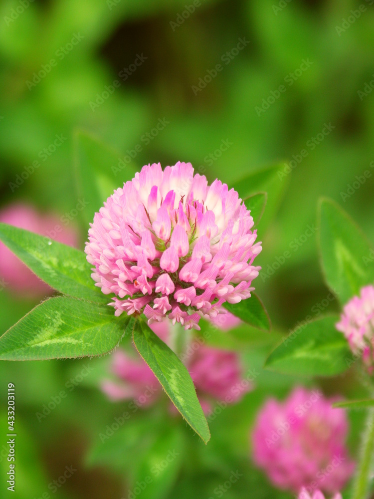 Fototapeta premium 初夏の野原に咲く赤詰め草
