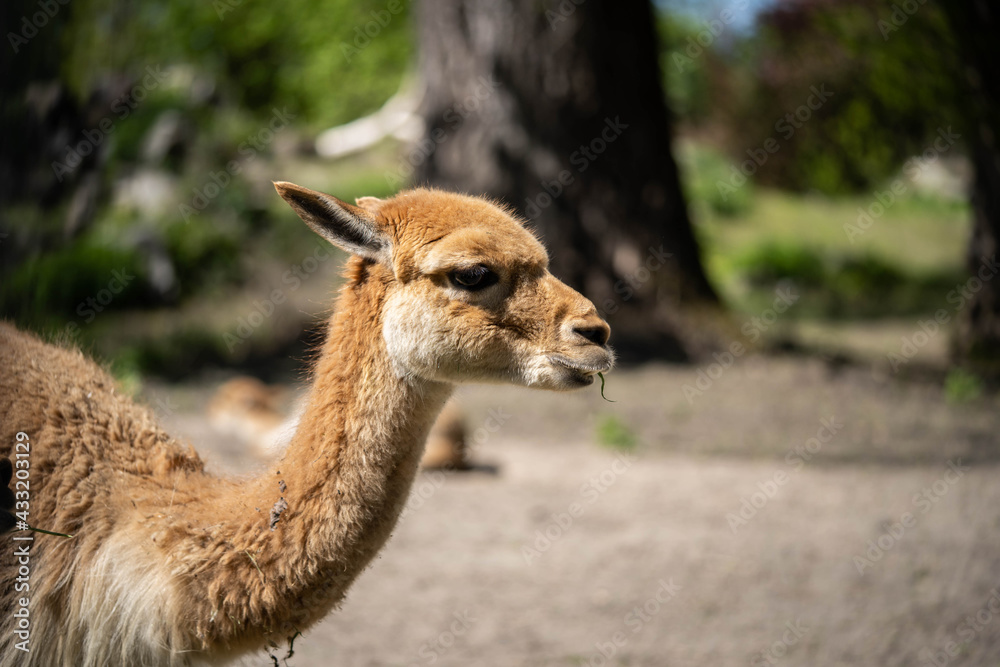 portrait of brown llama in the park portrait of brown llama in the park