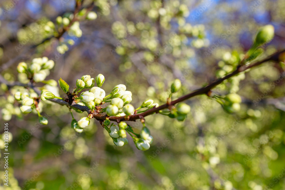 branches of a blooming Apple tree against the blue sky with clouds, large tender white buds as a symbol of spring branches of a blooming Apple tree against the blue sky with clouds, large tender white buds as a symbol of spring