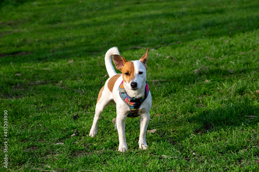 Dog Jack Russell Terrier breed in a field on green grass