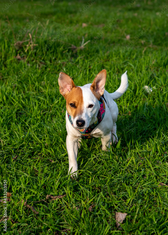 Dog Jack Russell Terrier breed in a field on green grass