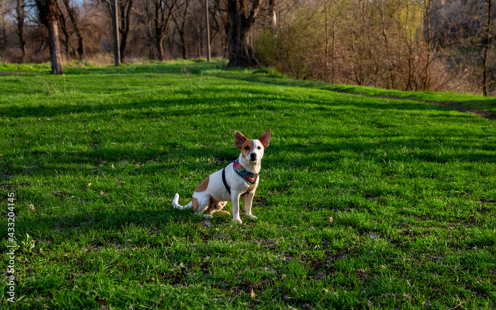 Dog Jack Russell Terrier breed in a field on green grass Dog Jack Russell Terrier breed in a field on green grass
